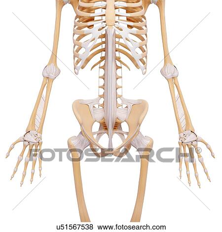 Human skeleton, artwork View Large Illustration Stock Illustration - Human skeleton, artwork. Fotosearch