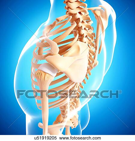 Stock Illustration - Human skeleton, artwork. Fotosearch