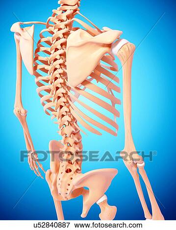 Human skeleton, artwork View Large Illustration Stock Illustration - Human skeleton, artwork. Fotosearch