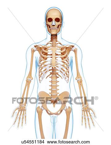 Stock Illustration - Human skeleton, artwork. Fotosearch