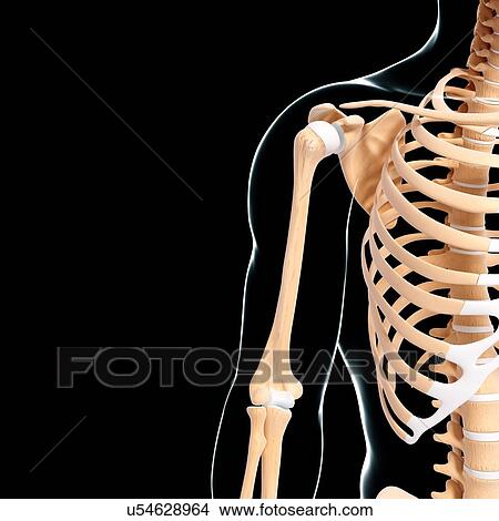 Human skeleton, artwork View Large Illustration Stock Illustration - Human skeleton, artwork. Fotosearch