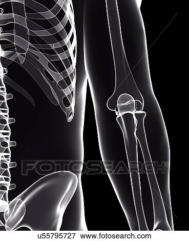 Human skeleton, artwork View Large Illustration Stock Illustration - Human skeleton, artwork. Fotosearch