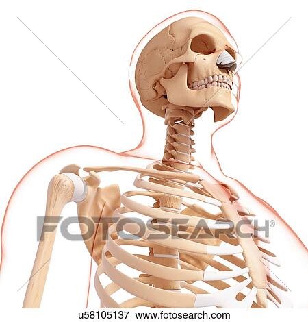 Human skeleton, artwork View Large Illustration Stock Illustration - Human skeleton, artwork. Fotosearch