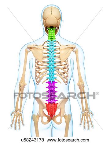 Human skeleton, artwork View Large Illustration Stock Illustration - Human skeleton, artwork. Fotosearch