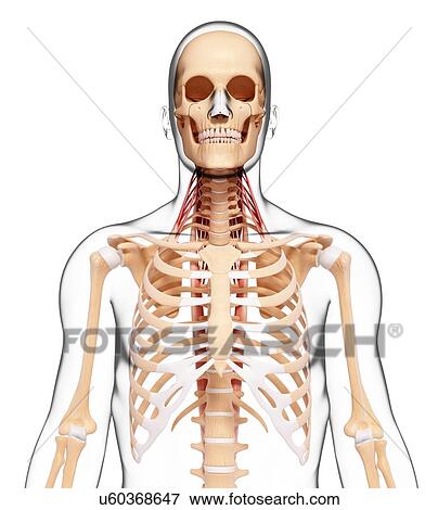 Stock Illustration - Human skeleton, artwork. Fotosearch