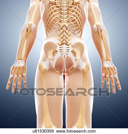 Human skeleton, artwork View Large Illustration Stock Illustration - Human skeleton, artwork. Fotosearch
