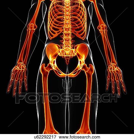 Stock Illustration - Human skeleton, artwork. Fotosearch