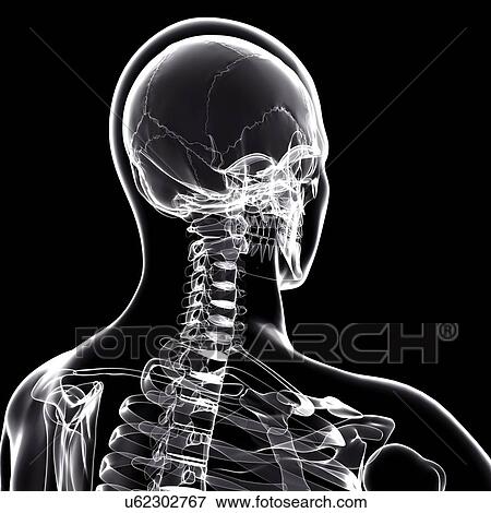 Human skeleton, artwork View Large Illustration Stock Illustration - Human skeleton, artwork. Fotosearch