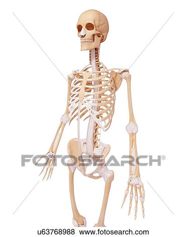 Stock Illustration - Human skeleton, artwork. Fotosearch