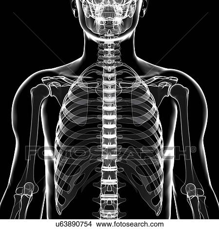 Human skeleton, artwork View Large Illustration Stock Illustration - Human skeleton, artwork. Fotosearch