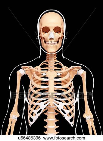 Stock Illustration - Human skeleton, artwork. Fotosearch
