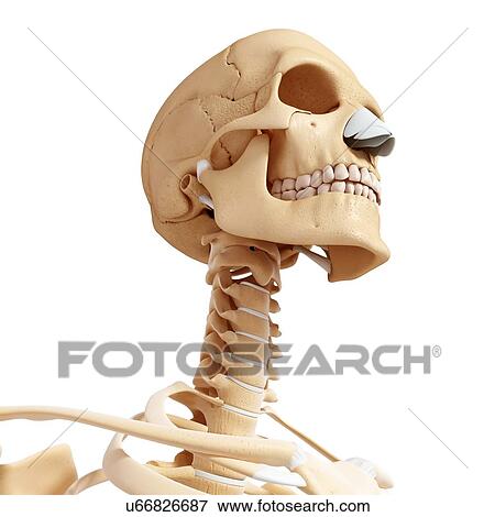 Human skeleton, artwork View Large Illustration Stock Illustration - Human skeleton, artwork. Fotosearch