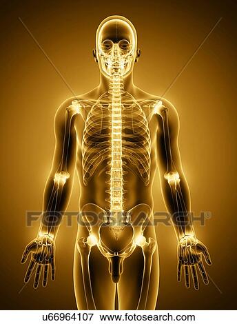 Human skeleton, artwork View Large Illustration Stock Illustration - Human skeleton, artwork. Fotosearch