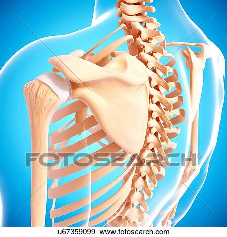 Human skeleton, artwork View Large Illustration Stock Illustration - Human skeleton, artwork. Fotosearch