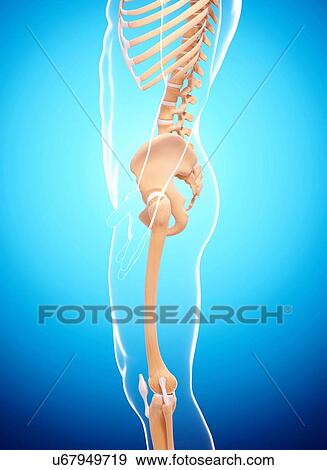 Stock Illustration - Human skeleton, artwork. Fotosearch