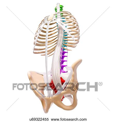 Stock Illustration - Human skeleton, artwork. Fotosearch