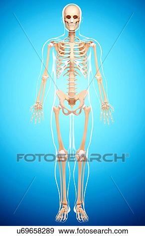 Human skeleton, artwork View Large Illustration Stock Illustration - Human skeleton, artwork. Fotosearch