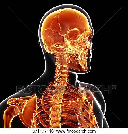 Stock Illustration - Human skeleton, artwork. Fotosearch