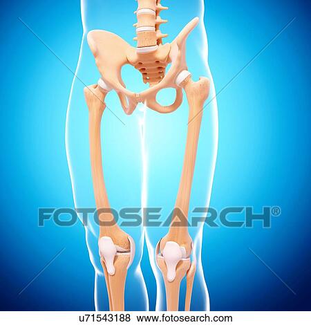 Human skeleton, artwork View Large Illustration Stock Illustration - Human skeleton, artwork. Fotosearch