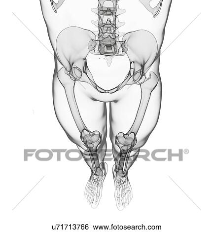 Stock Illustration - Human skeleton, artwork. Fotosearch