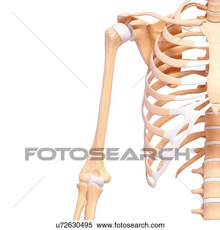 Human skeleton, artwork View Large Illustration Stock Illustration - Human skeleton, artwork. Fotosearch