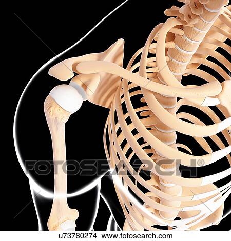 Human skeleton, artwork View Large Illustration Stock Illustration - Human skeleton, artwork. Fotosearch
