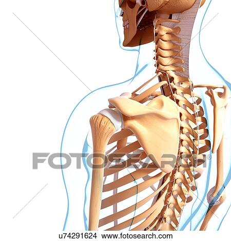 Human skeleton, artwork View Large Illustration Stock Illustration - Human skeleton, artwork. Fotosearch