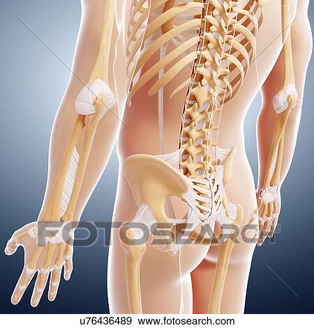 Stock Illustration - Human skeleton, artwork. Fotosearch