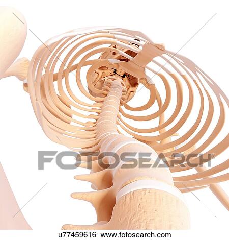 Human skeleton, artwork View Large Illustration Stock Illustration - Human skeleton, artwork. Fotosearch