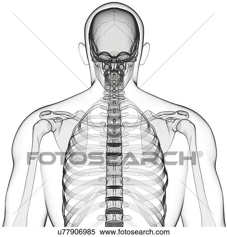 Human skeleton, artwork View Large Illustration Stock Illustration - Human skeleton, artwork. Fotosearch