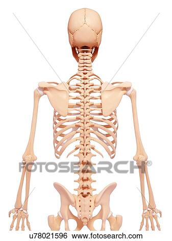 Human skeleton, artwork View Large Illustration Stock Illustration - Human skeleton, artwork. Fotosearch