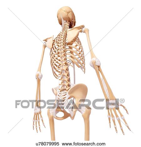 Stock Illustration - Human skeleton, artwork. Fotosearch