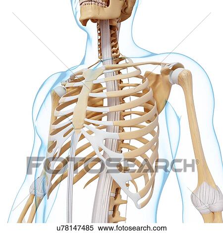 Human skeleton, artwork View Large Illustration Stock Illustration - Human skeleton, artwork. Fotosearch