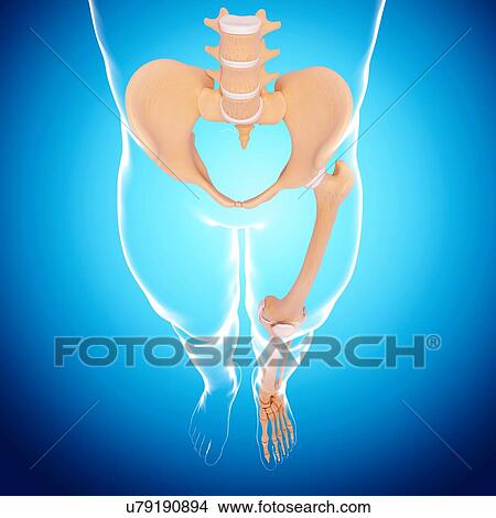 Human skeleton, artwork View Large Illustration Stock Illustration - Human skeleton, artwork. Fotosearch