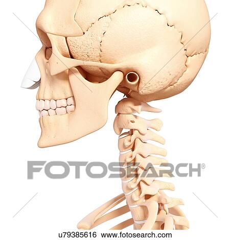 Human skeleton, artwork View Large Illustration Stock Illustration - Human skeleton, artwork. Fotosearch