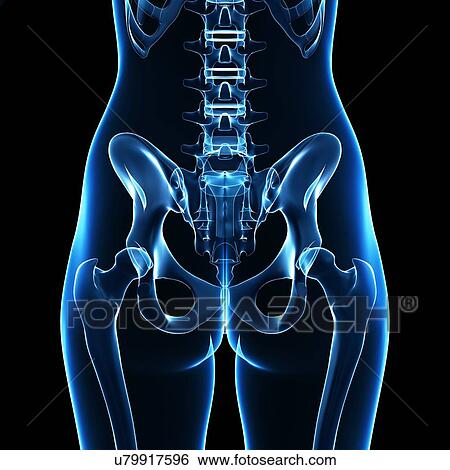 Stock Illustration - Human skeleton, artwork. Fotosearch