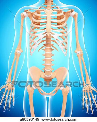 Human skeleton, artwork View Large Illustration Stock Illustration - Human skeleton, artwork. Fotosearch
