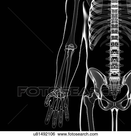 Stock Illustration - Human skeleton, artwork. Fotosearch