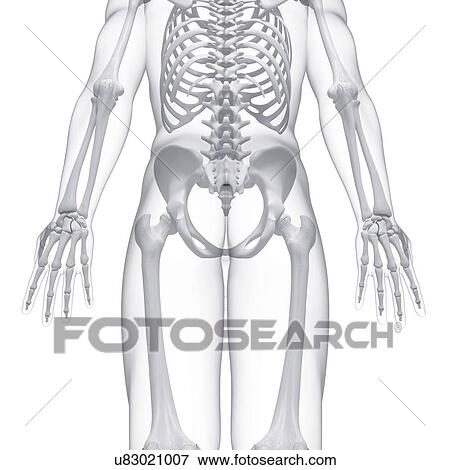 Human skeleton, artwork View Large Illustration Stock Illustration - Human skeleton, artwork. Fotosearch