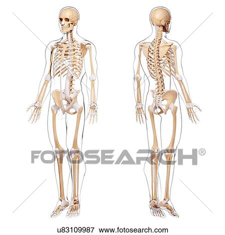 Human skeleton, artwork View Large Illustration Stock Illustration - Human skeleton, artwork. Fotosearch