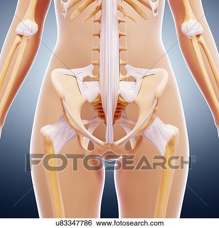 Human skeleton, artwork View Large Illustration Stock Illustration - Human skeleton, artwork. Fotosearch