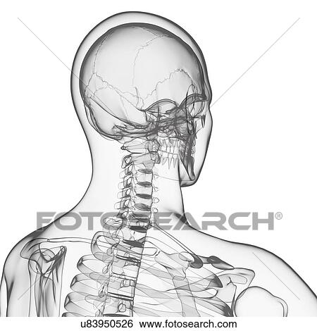 Stock Illustration - Human skeleton, artwork. Fotosearch
