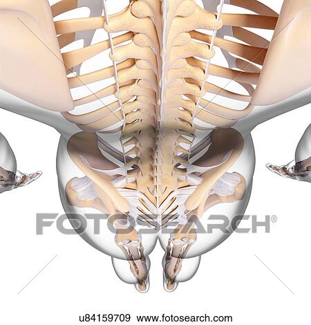 Human skeleton, artwork View Large Illustration Stock Illustration - Human skeleton, artwork. Fotosearch