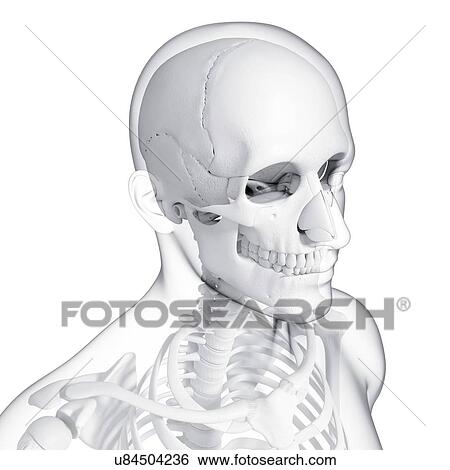 Human skeleton, artwork View Large Illustration Stock Illustration - Human skeleton, artwork. Fotosearch