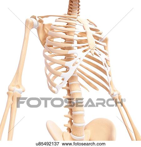 Stock Illustration - Human skeleton, artwork. Fotosearch