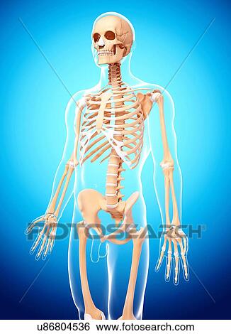 Stock Illustration - Human skeleton, artwork. Fotosearch