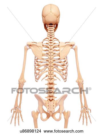 Stock Illustration - Human skeleton, artwork. Fotosearch
