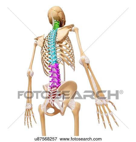 Human skeleton, artwork View Large Illustration Stock Illustration - Human skeleton, artwork. Fotosearch