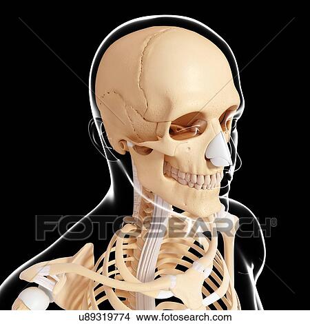 Stock Illustration - Human skeleton, artwork. Fotosearch