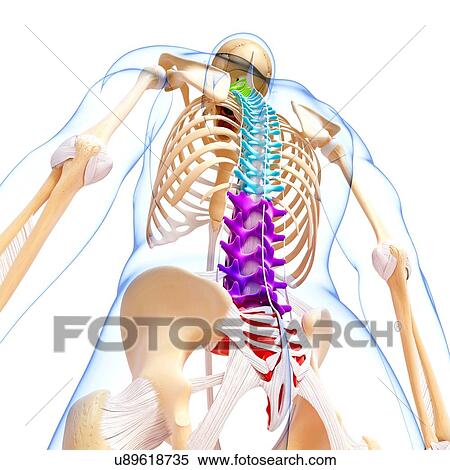 Stock Illustration - Human skeleton, artwork. Fotosearch